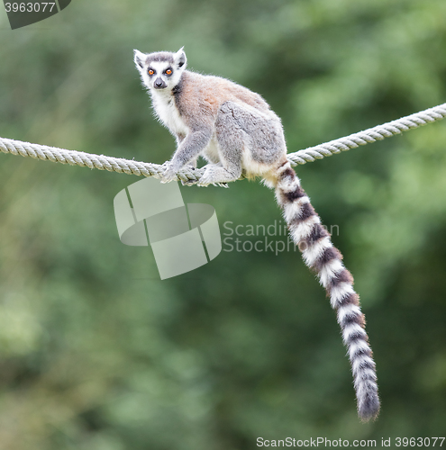 Image of Ring-tailed lemur (Lemur catta) 