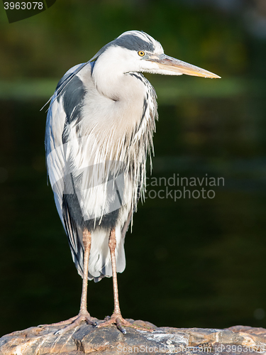 Image of Great Blue Heron standing quietly