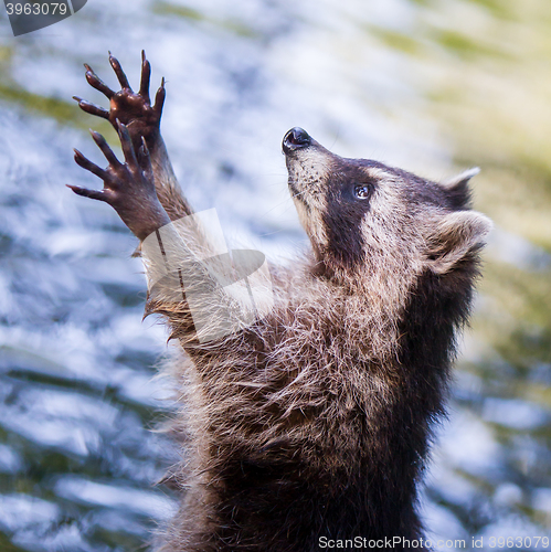 Image of Racoon begging for food