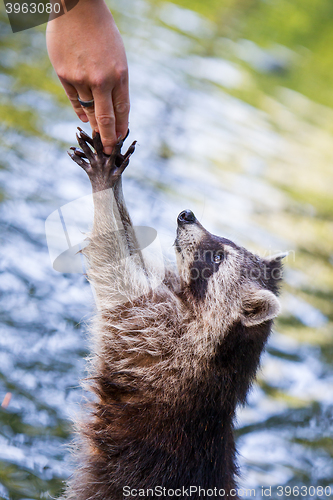 Image of Racoon begging for food