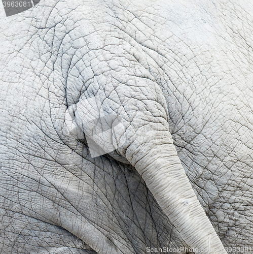 Image of Skin and tail of African elephant
