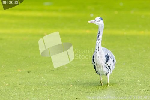 Image of Great blue heron