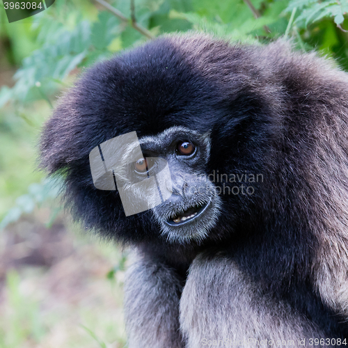 Image of Adult white handed gibbon