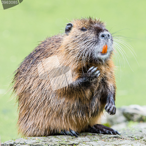 Image of Myocastor coypus, single mammal