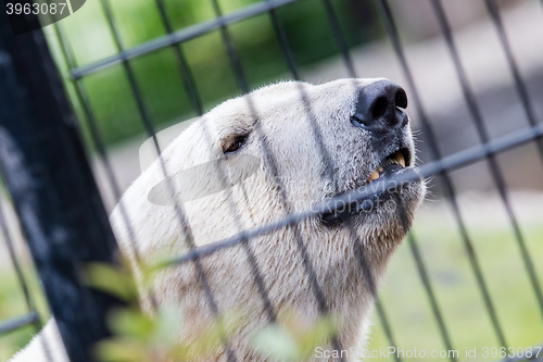 Image of Polar bear behind a black fence