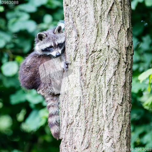 Image of Racoon climbing a tree