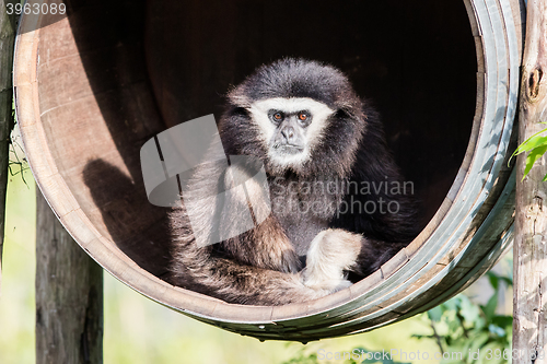 Image of White handed gibbon sitting in a barrel