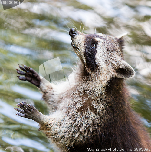 Image of Adult raccoon begging