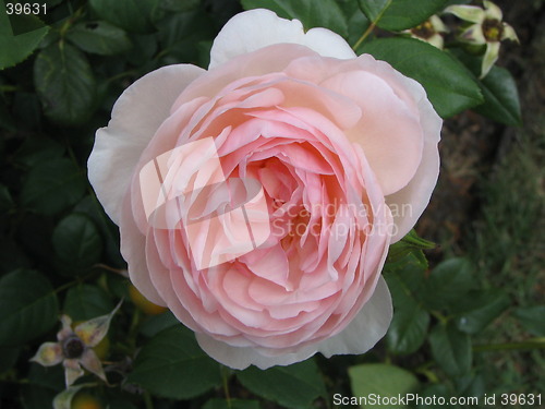 Image of flower