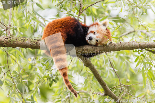 Image of Red Panda, Firefox or Lesser Panda 