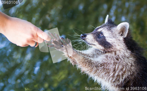Image of Racoon begging for food