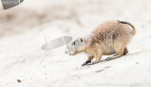 Image of Black-Tailed prairie dog in it\'s natural habitat