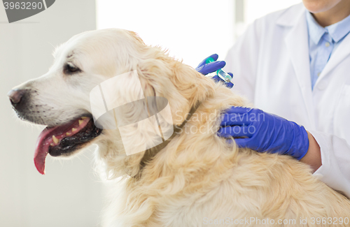 Image of close up of vet making vaccine to dog at clinic