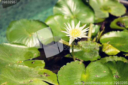 Image of white water lily in pond