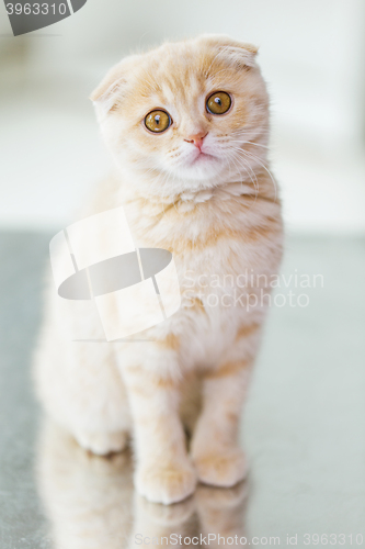 Image of close up of scottish fold kitten