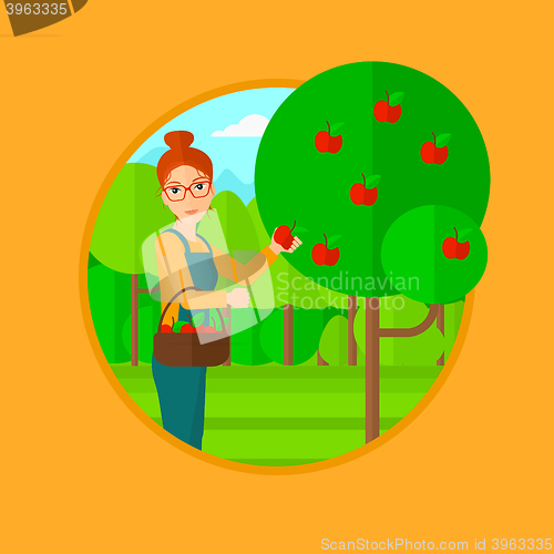 Image of Farmer collecting apples.