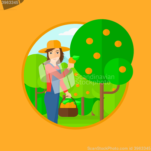 Image of Farmer collecting oranges.