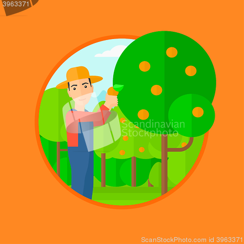 Image of Farmer collecting oranges.