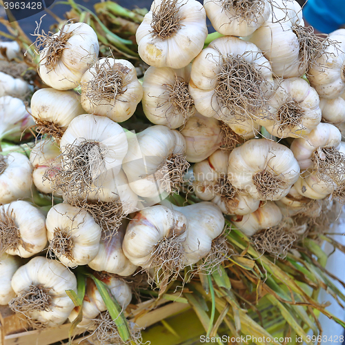 Image of Garlic
