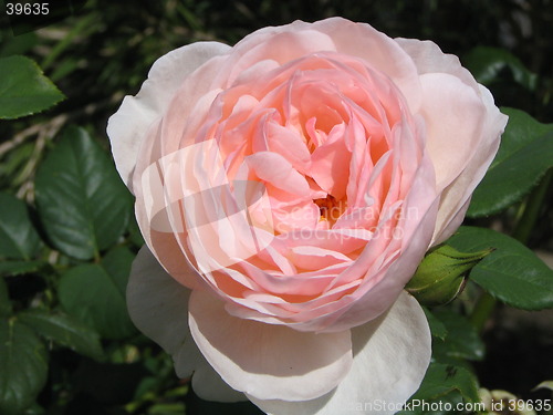 Image of flower