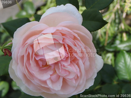 Image of flower