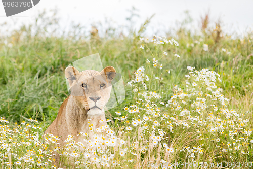 Image of Single female lion