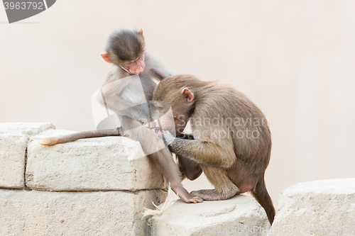 Image of Baby baboon sitting on the rocks