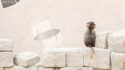 Image of Baby baboon sitting on the rocks