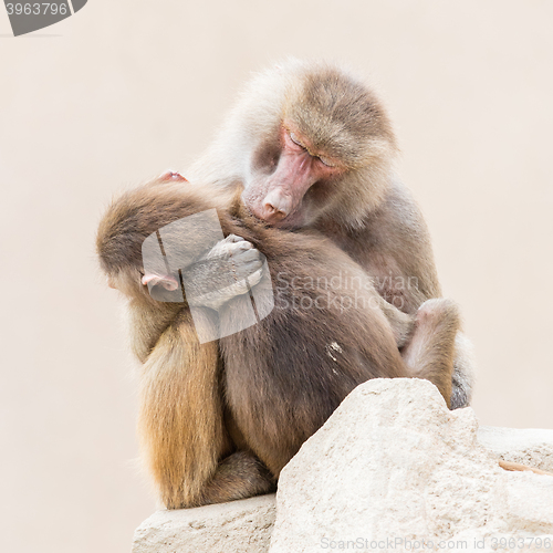 Image of Baboon mother and her little one
