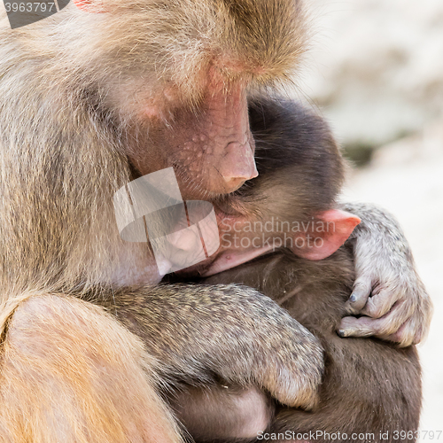 Image of Baboon mother and her little one