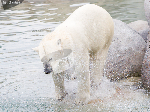 Image of Close-up of a polarbear (icebear)