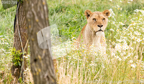 Image of Single female lion