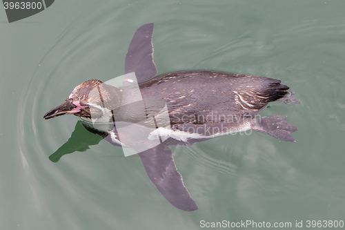 Image of Humboldt penguin
