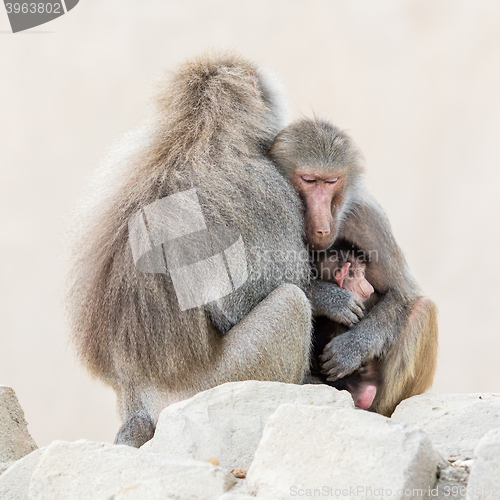 Image of Family of baboons sitting very close together