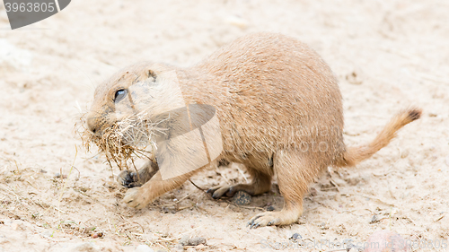 Image of Black-Tailed prairie dog in it\'s natural habitat