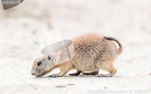 Image of Black-Tailed prairie dog in it\'s natural habitat