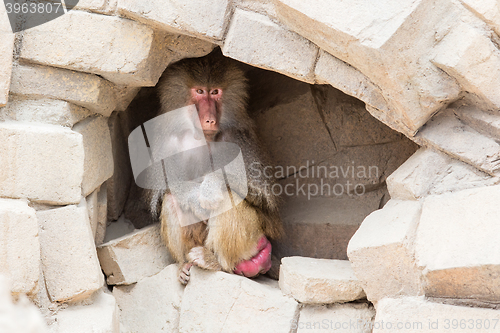 Image of Adult female baboon resting