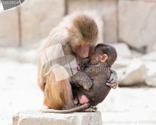 Image of Baboon mother and her little one