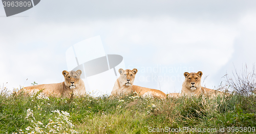 Image of Three female lions