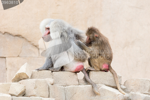 Image of Monkey grooming another monkey