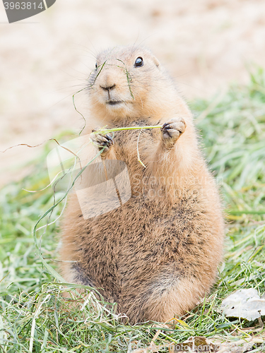 Image of Black-Tailed prairie dog in it\'s natural habitat