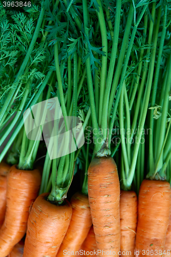 Image of Fresh carrots bunch