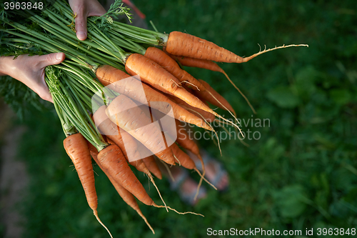 Image of Female hands holding fresh carrots