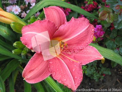 Image of flower