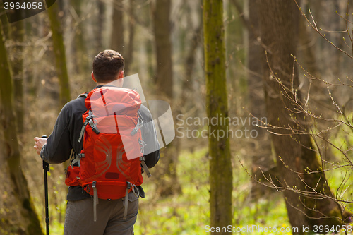Image of Male hiker looking to the side walking in forest
