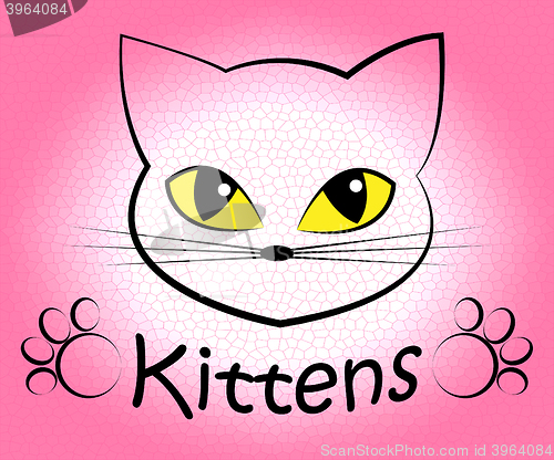 Image of Kittens Word Means Domestic Cat And Cats