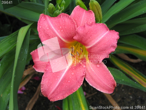 Image of flower