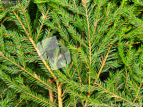 Image of Fir Background