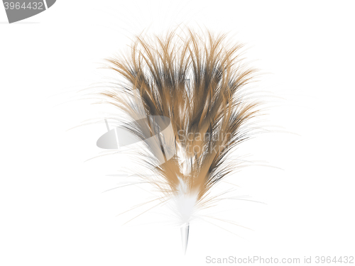 Image of feather