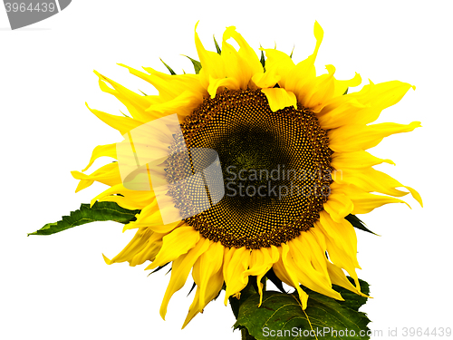 Image of Sunflower